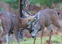 Odocoileus hemionus